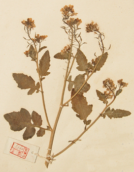 ׽Brassica alba (L.) Boiss.